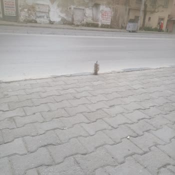 Tehlikeli Yol: Caddede Gizli Tehlike