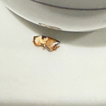 Lahmacun Ve Salatadan Çıkan İstenmeyen Sürprizler