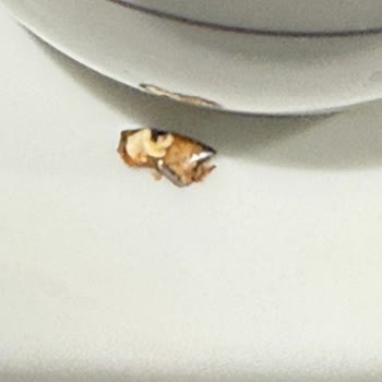 Siparişten Çıkan İstenmeyen Sürprizler