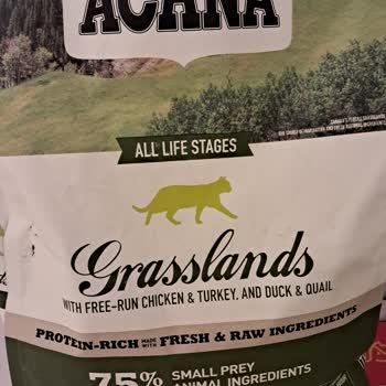 Kedimde Sağlık Sorunlarına Yol Açan Mama Deneyimi