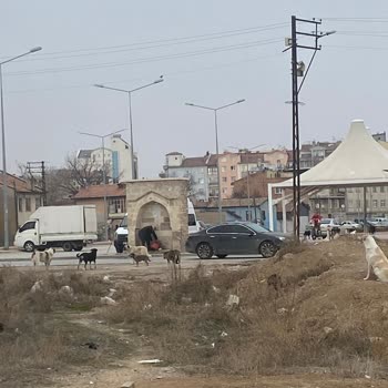 Okul Çevresindeki Köpek Sorunu