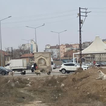 Okul Çevresindeki Köpek Sorunu