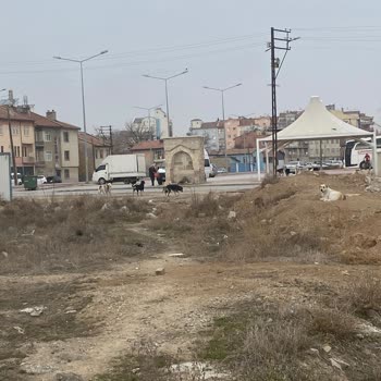 Okul Çevresindeki Köpek Sorunu