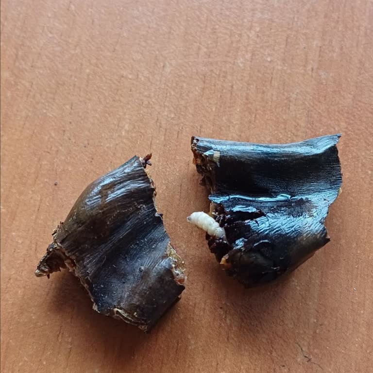 Keçiboynuzunda Kurt Şoku