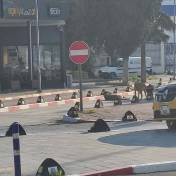 Ege Üniversitesi Hastanesi'nde Hijyen Ve Güvenlik Sorunu