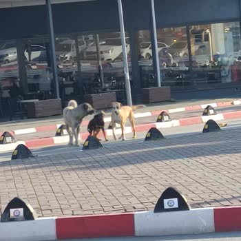 Ege Üniversitesi Hastanesi'nde Hijyen Ve Güvenlik Sorunu