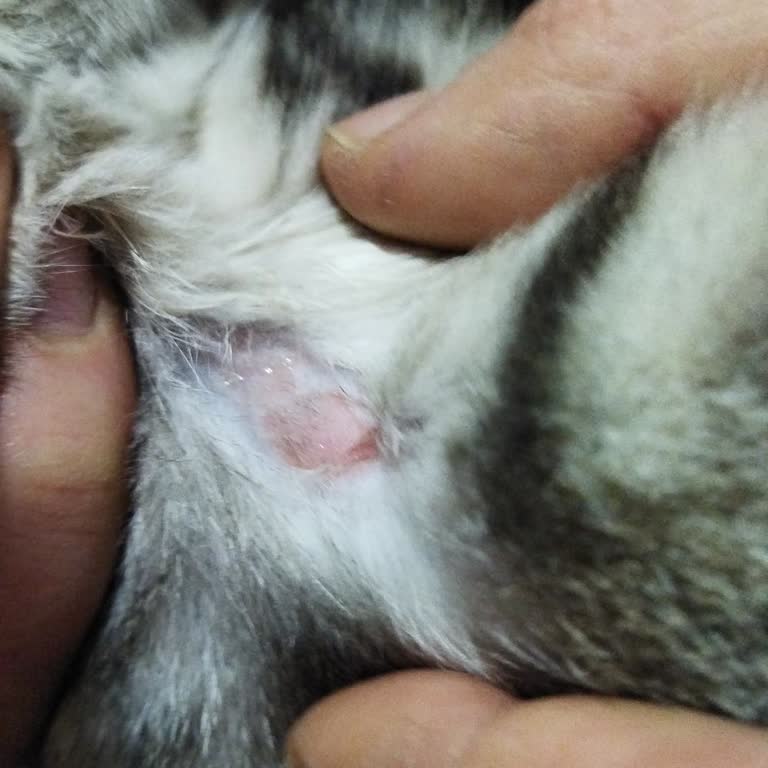 Kedi Maması Sağlık Sorunlarına Yol Açtı!