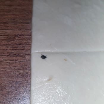 A101'den Alınan Milföy Hamurunda Böcek Şoku