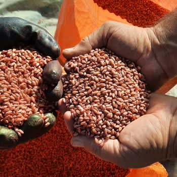 Çiftçi Danışma Merkezine Ulaşım Ve Ürün Kalitesi Sorunu