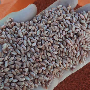 Çiftçi Danışma Merkezine Ulaşım Ve Ürün Kalitesi Sorunu