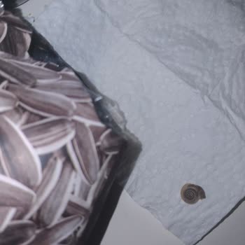 Çerezya Çekirdekte Şok Eden Salyangoz Sorunu