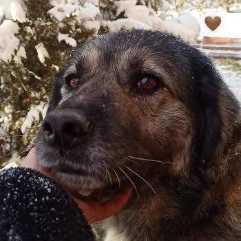 Sevgili Dostumuz Karamel'e Haksız El Koyma