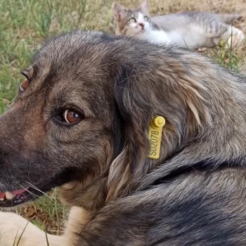 Sevgili Dostumuz Karamel'e Haksız El Koyma