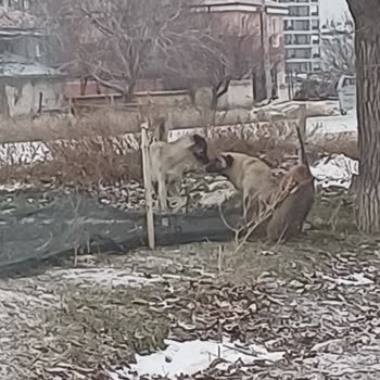 Karaman Belediyesi Sokak Köpekleri Tehlike Saçıyor