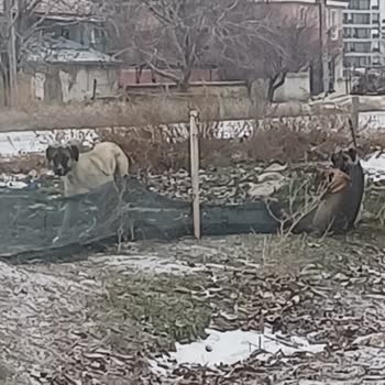 Karaman Belediyesi Sokak Köpekleri Tehlike Saçıyor