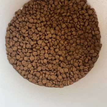 Açık Ve Sahte Kedi Maması Sorunu