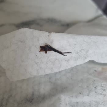 Islak Mendilden Çıkan Ağaç Kabuğu Şoku