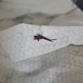 Islak Mendilden Çıkan Ağaç Kabuğu Şoku