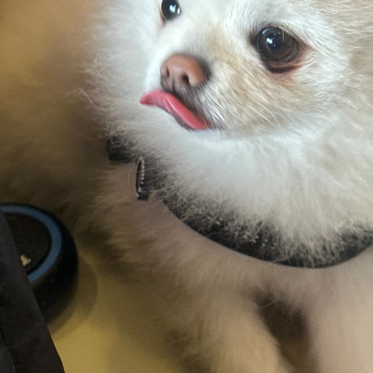 Hayvan Dostu Olmayan AVM Deneyimi