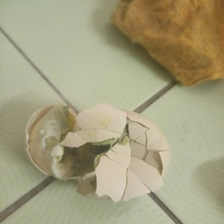 Kumartaşlı Gıda Yumurtanın İçi Simsiyah Ve Çok Kötü Kokuluydu