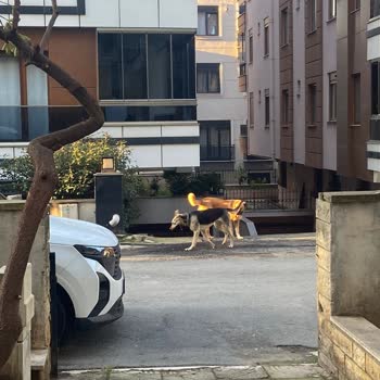 Tehlikeli Köpeklerin Toplanması İçin Acil Müdahale Talebi