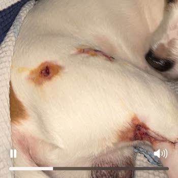 Tehlikeli Köpeklerin Toplanması İçin Acil Müdahale Talebi