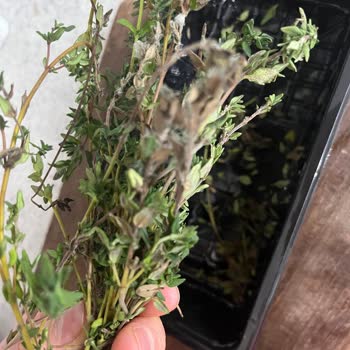 Taze Otların TETT Bilgisi Eksikliği Ve Küflenme Sorunu