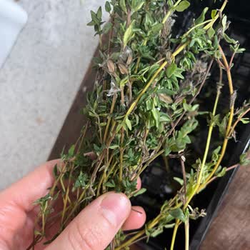 Taze Otların TETT Bilgisi Eksikliği Ve Küflenme Sorunu