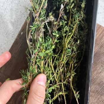 Taze Otların TETT Bilgisi Eksikliği Ve Küflenme Sorunu