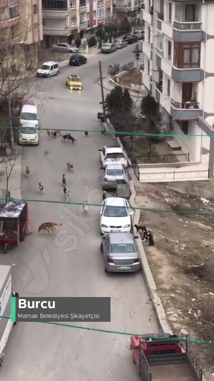 Mamak Tuzluçayır Mahallesi 598. Sokakta Köpeklerden Yürünmüyor! videonun kapak resmi