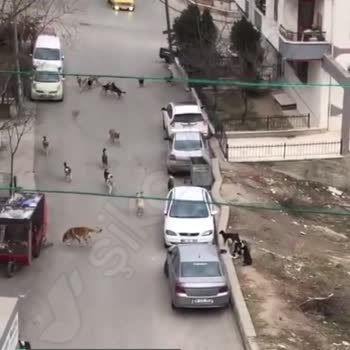 Mamak Tuzluçayır Mahallesi 598. Sokakta Köpeklerden Yürünmüyor!