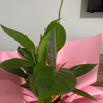 Özel Gün Hediyesinde Hayal Kırıklığı: Yanlış Çiçek Gönderimi