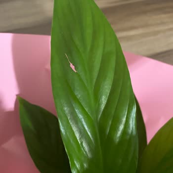 Özel Gün Hediyesinde Hayal Kırıklığı: Yanlış Çiçek Gönderimi