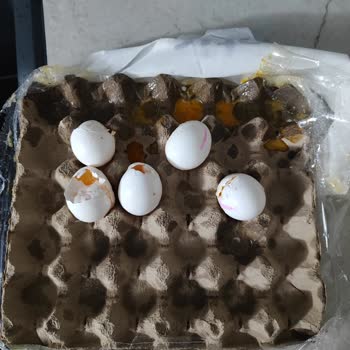 Kırık Yumurtalar Ve Kötü Kokulu Ekmek Sorunu