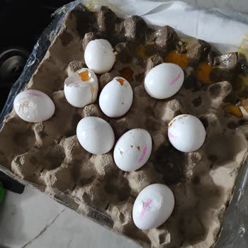 Kırık Yumurtalar Ve Kötü Kokulu Ekmek Sorunu