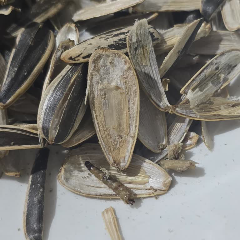 Amigo Çekirdekte Kurt Şoku Hijyen Ve Sağlık Riski