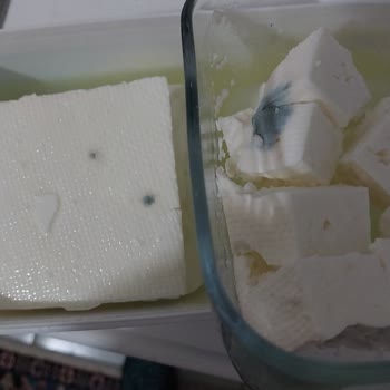 Aldığım Peynir Hızla Küflendi!