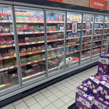 Migros'ta Hijyen Sorunu Ve Kedilerin Mağaza İçindeki Serbestliği