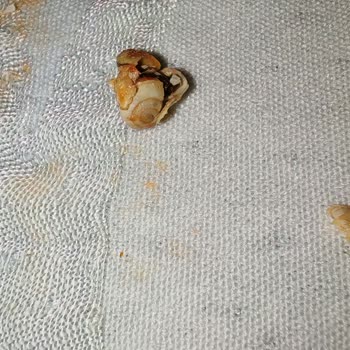 Garnitürden Çıkan Sürpriz: Salyangoz Şoku