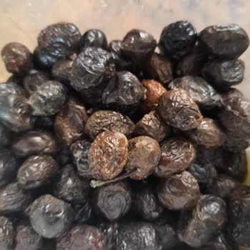 Tukaş Sele Zeytini Küf Problemi