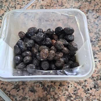 Tukaş Sele Zeytini Küf Problemi