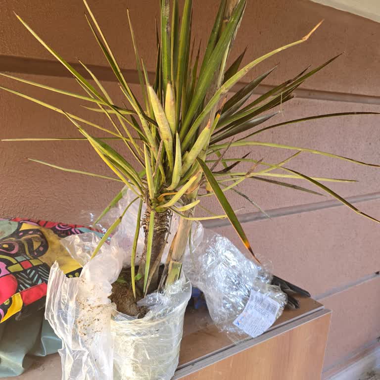 Sipariş Edilen Çiçeklerin Yanıltıcı Görselleri Ve İletişim Sorunları