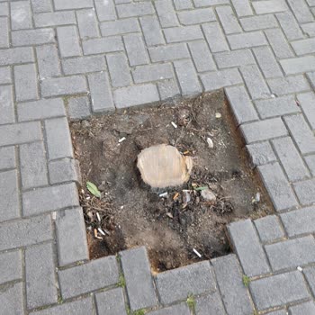 Bahçelievler'deki Yeşil Dokunun Kaybolması: Ağaç Kesimleri Ve Betonlaşma