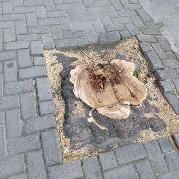 Bahçelievler'deki Yeşil Dokunun Kaybolması: Ağaç Kesimleri Ve Betonlaşma