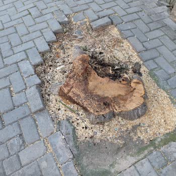 Bahçelievler'deki Yeşil Dokunun Kaybolması: Ağaç Kesimleri Ve Betonlaşma