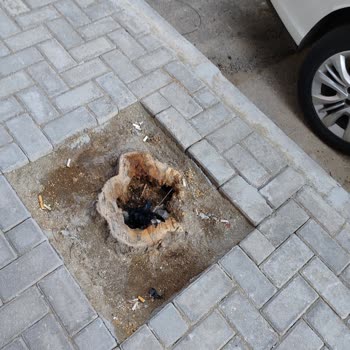 Bahçelievler'deki Yeşil Dokunun Kaybolması: Ağaç Kesimleri Ve Betonlaşma