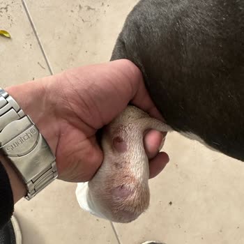 Köpeğim İçin Büyük Hayal Kırıklığı!