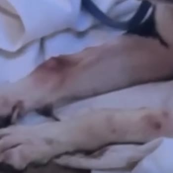 Köpeğim İçin Büyük Hayal Kırıklığı!