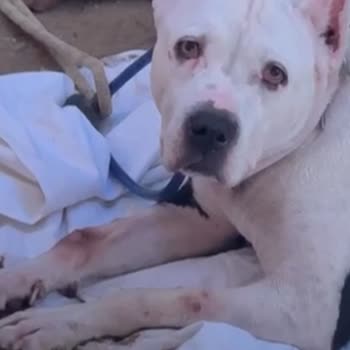 Köpeğim İçin Büyük Hayal Kırıklığı!