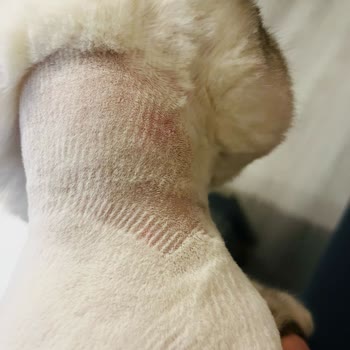 Anestezi Altında Korku Dolu Tıraş Deneyimi